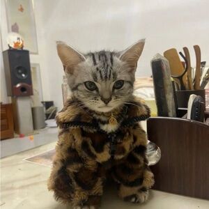 Meet your Posher, Nico